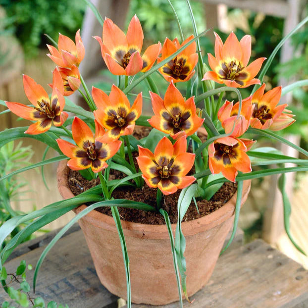 Tulipe little princess