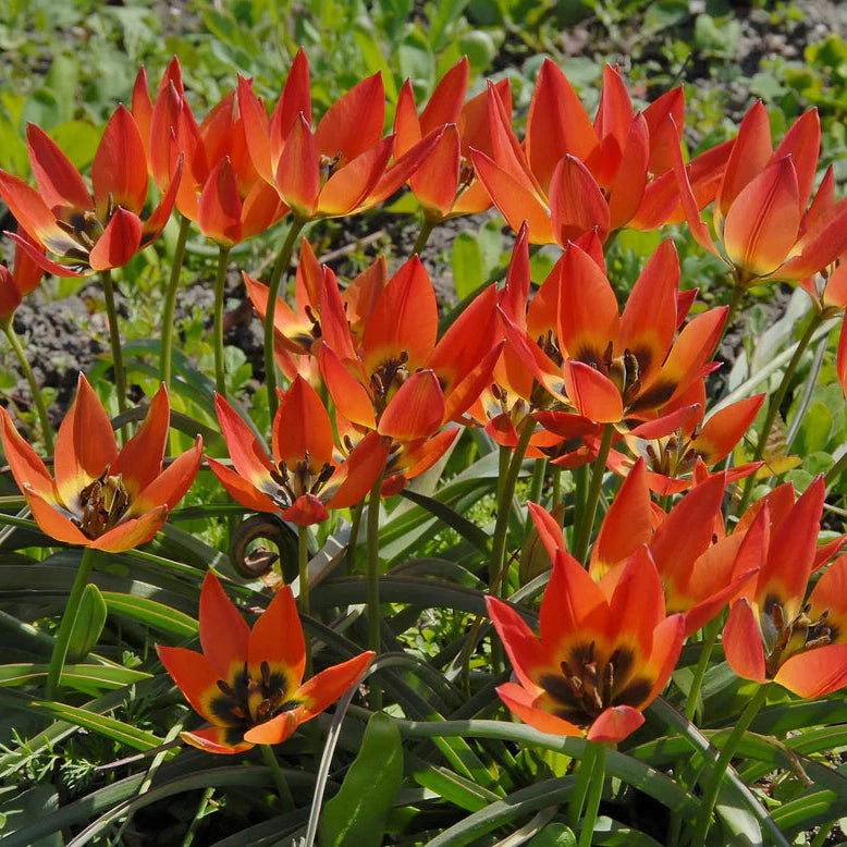 Tulipe little princess