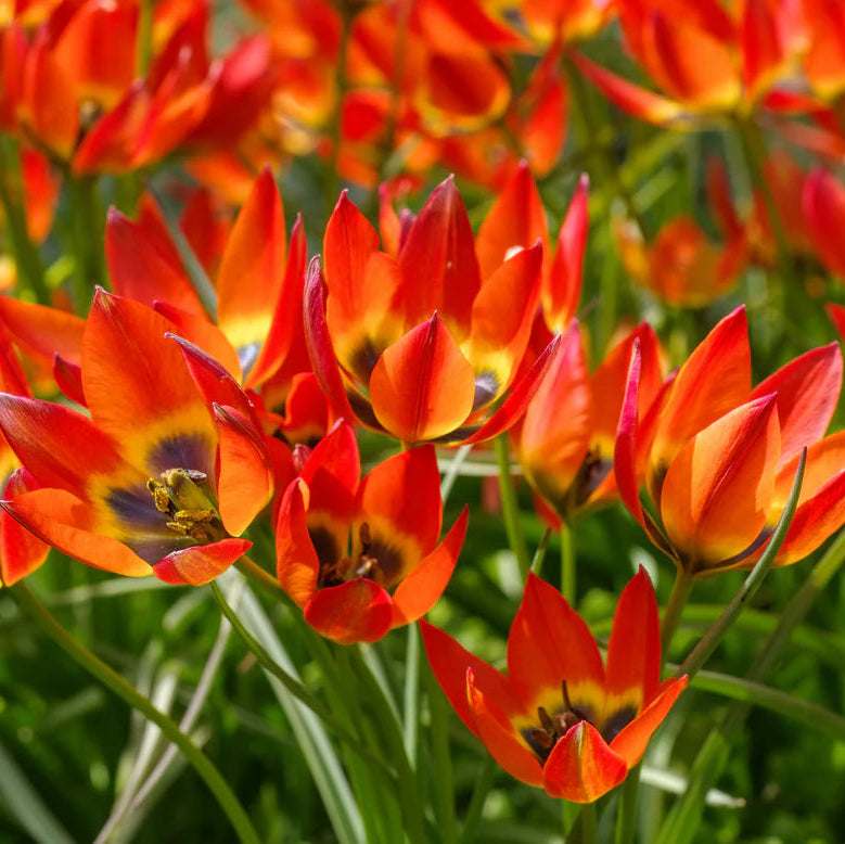 Tulipe little princess