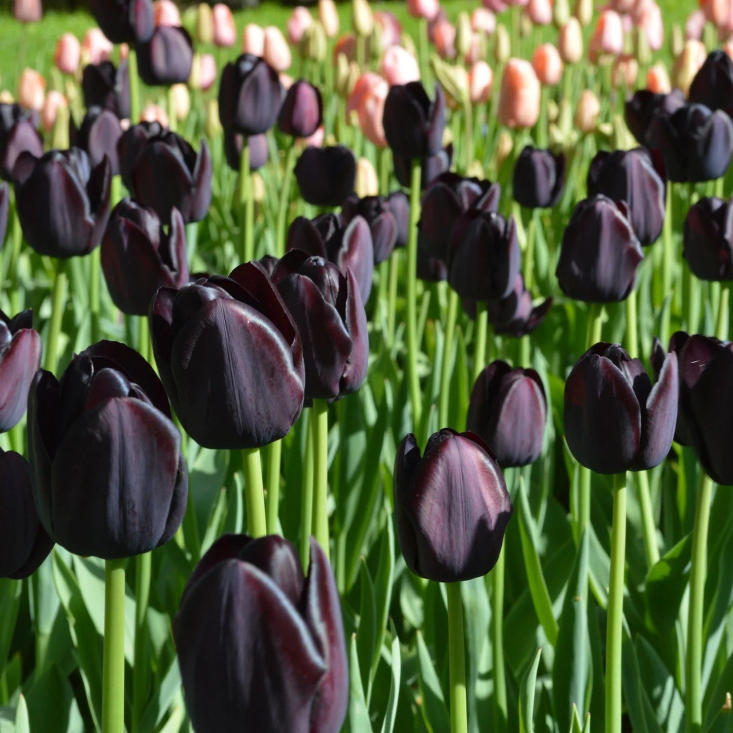 tulipe-noire