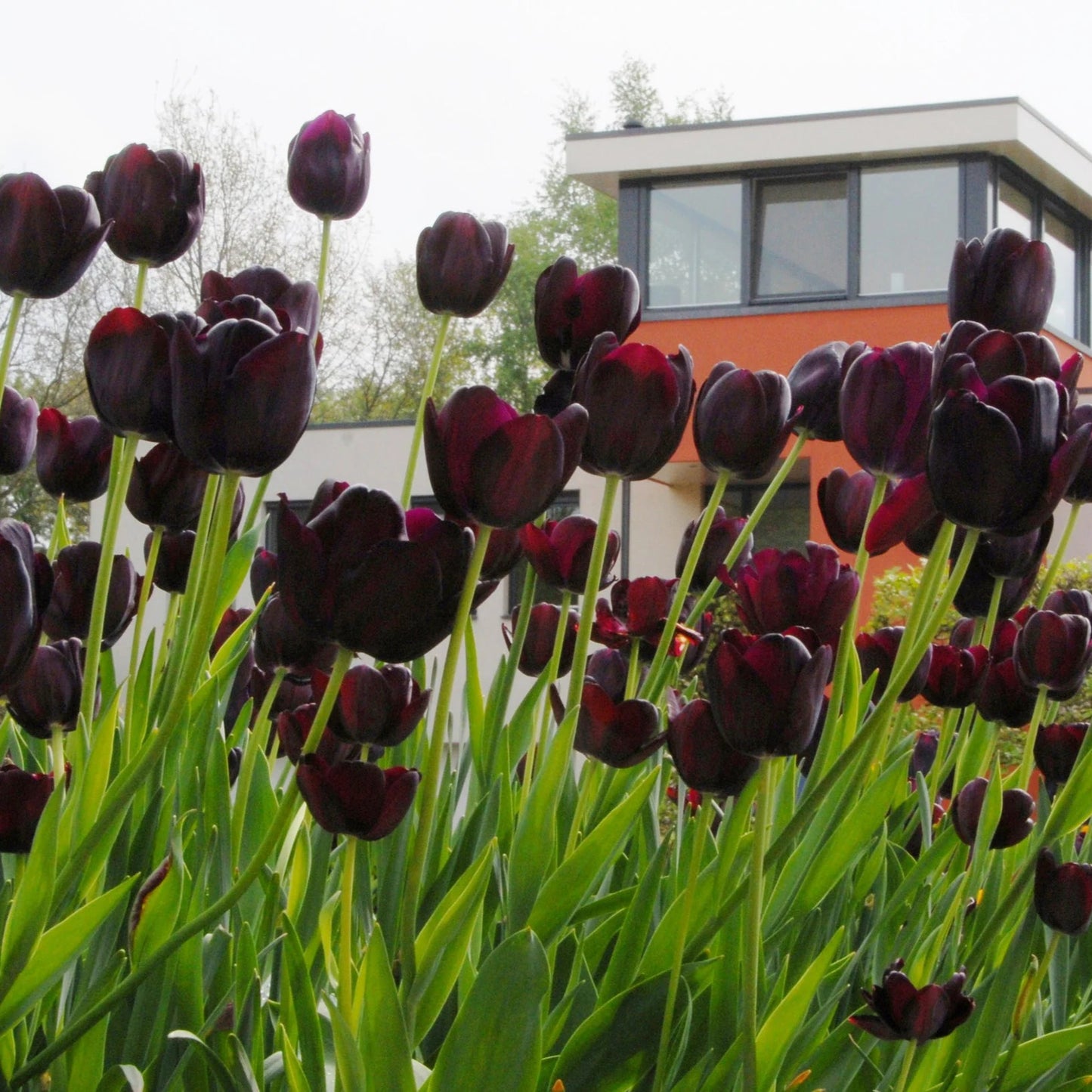 tulipe-noire