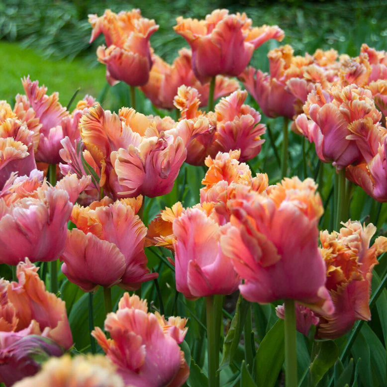 Tulipe Perroquet orange