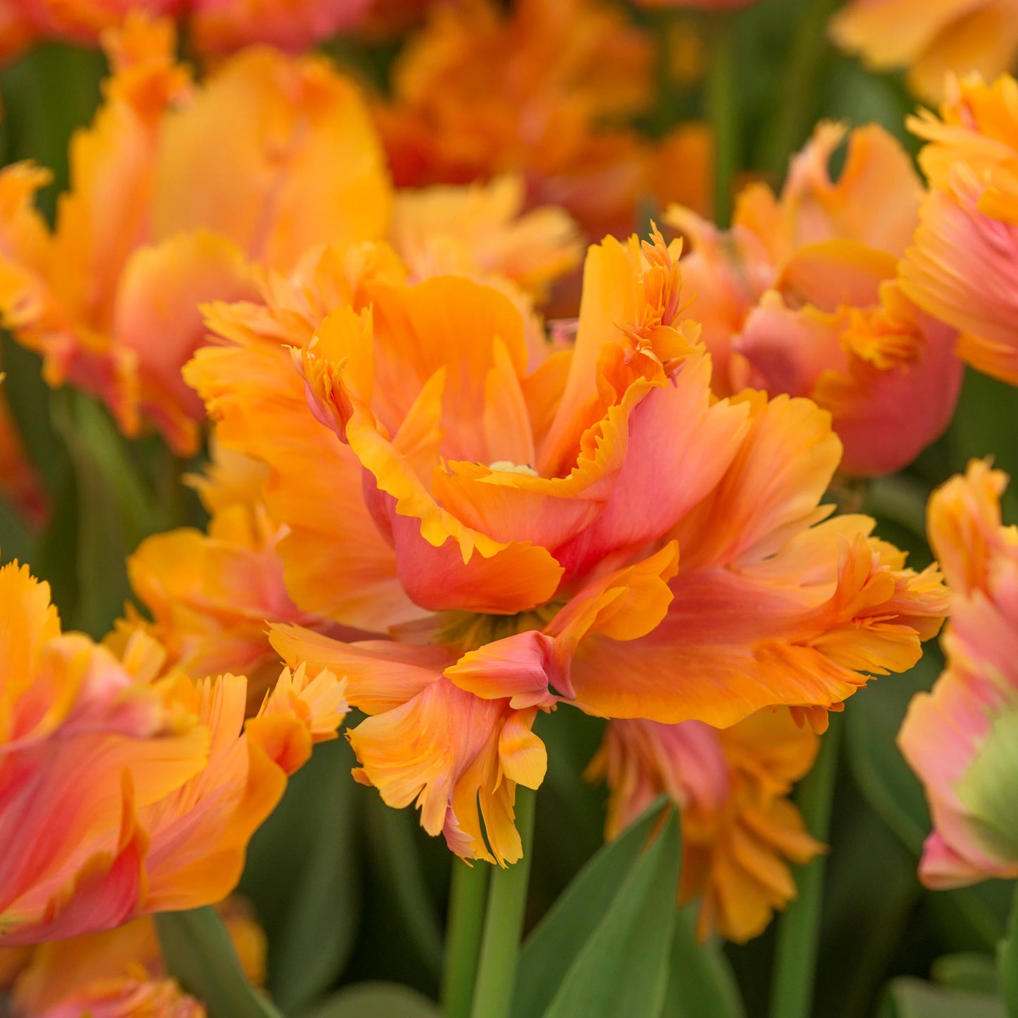 Tulipe Perroquet orange