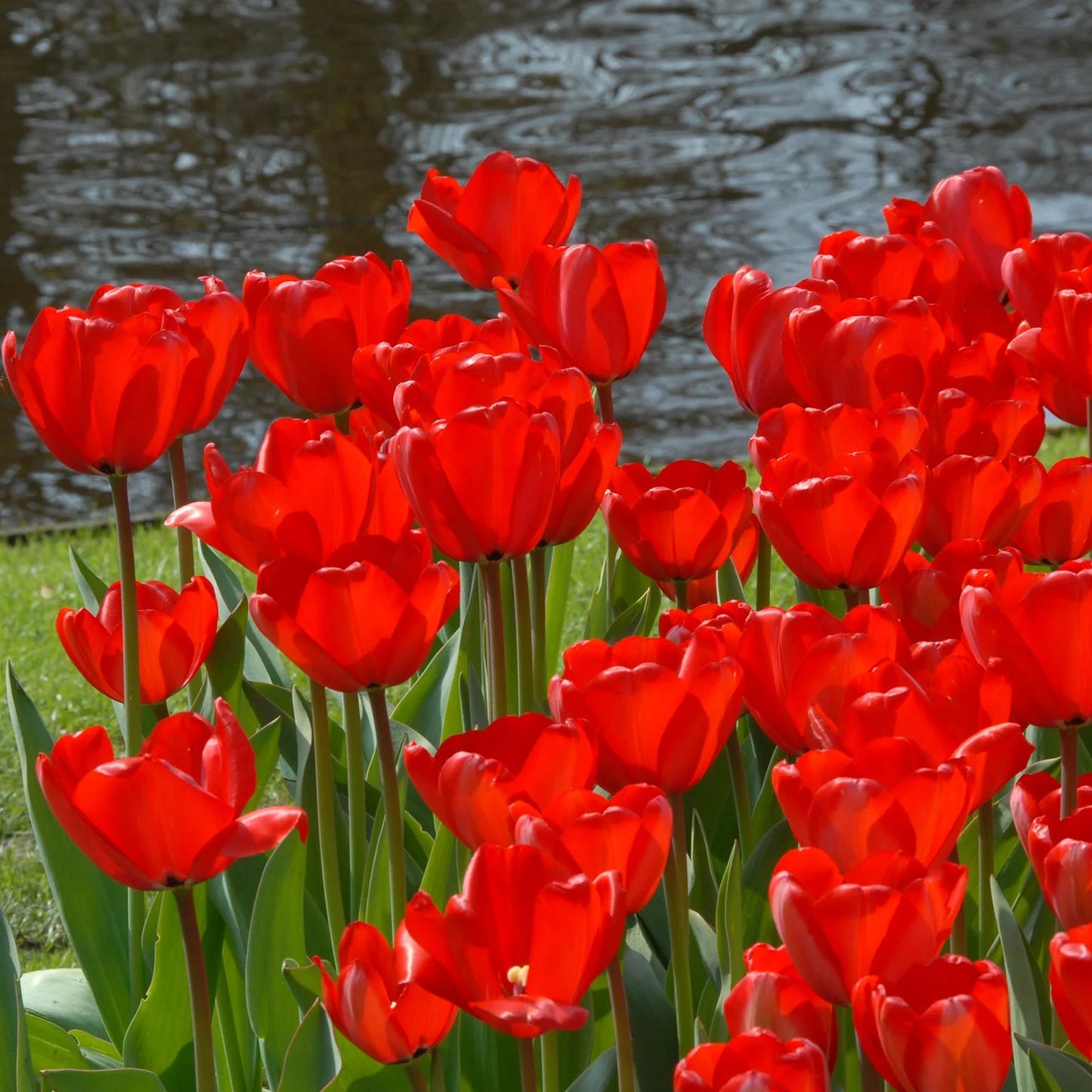 tulipe-rouge