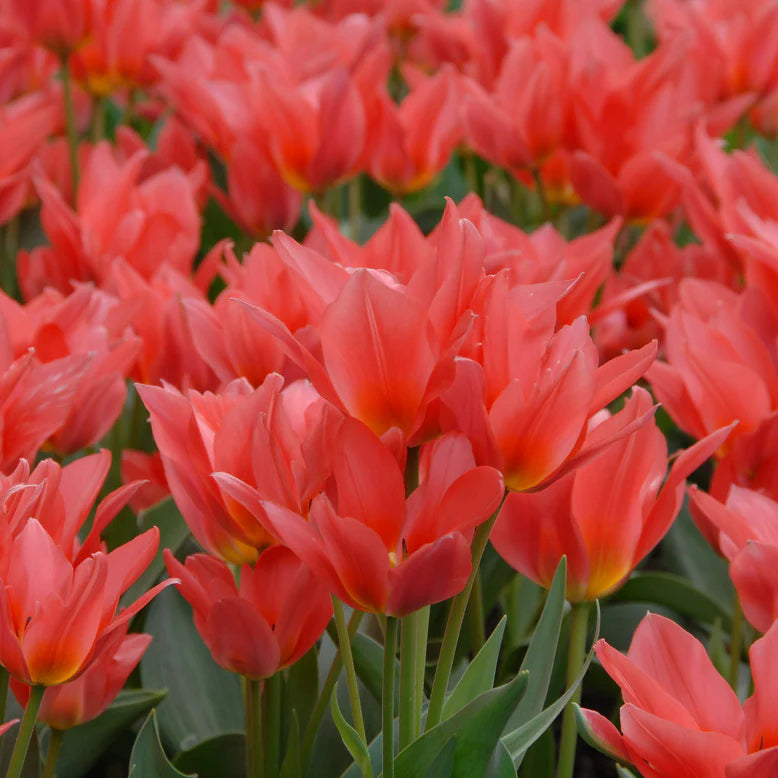 tulipe-toronto