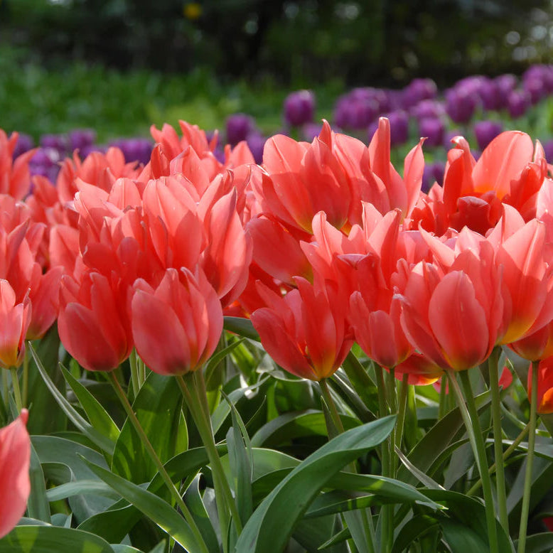 tulipe-toronto