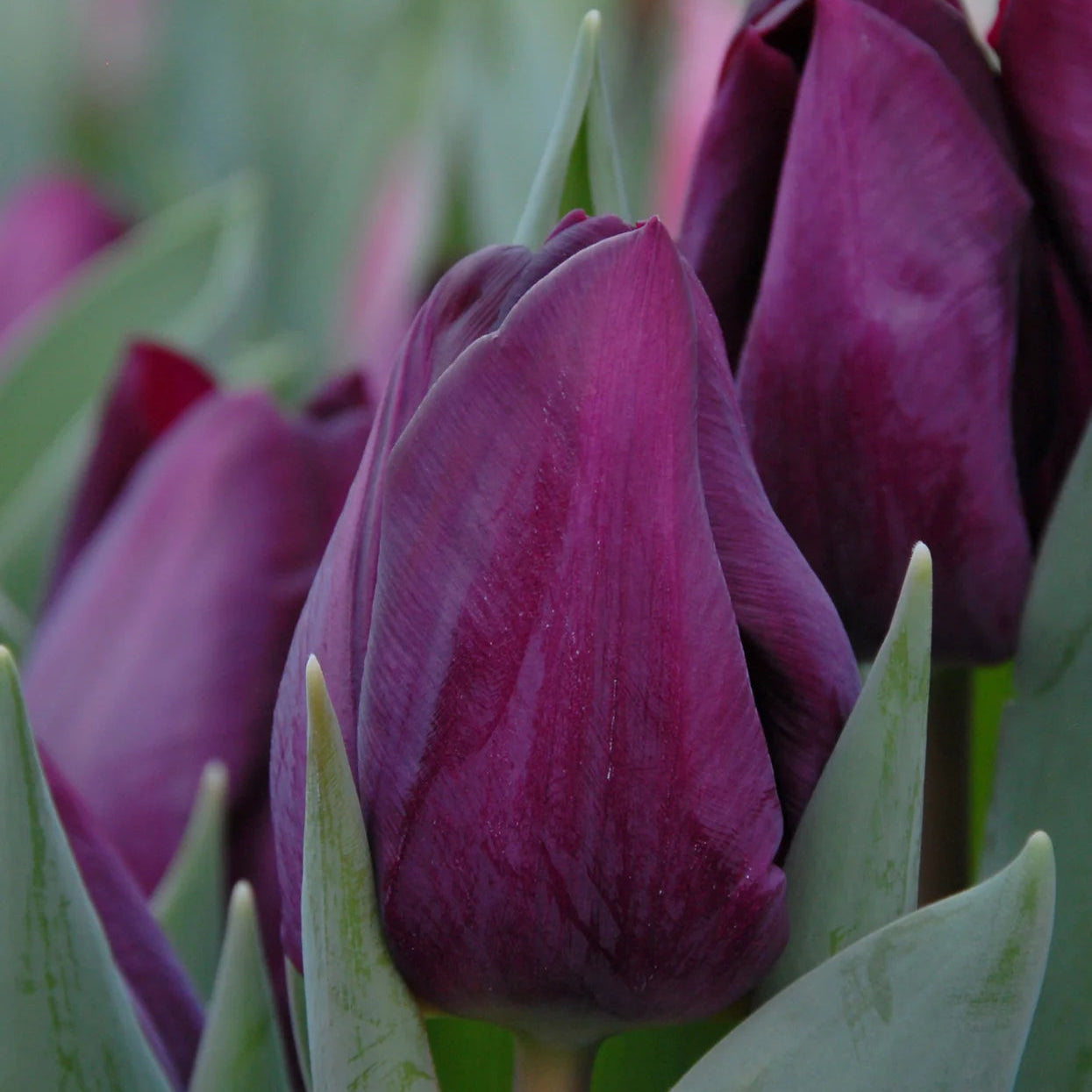 tulipe-violet