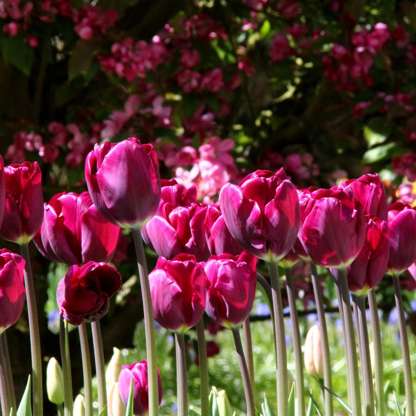 tulipe-violet
