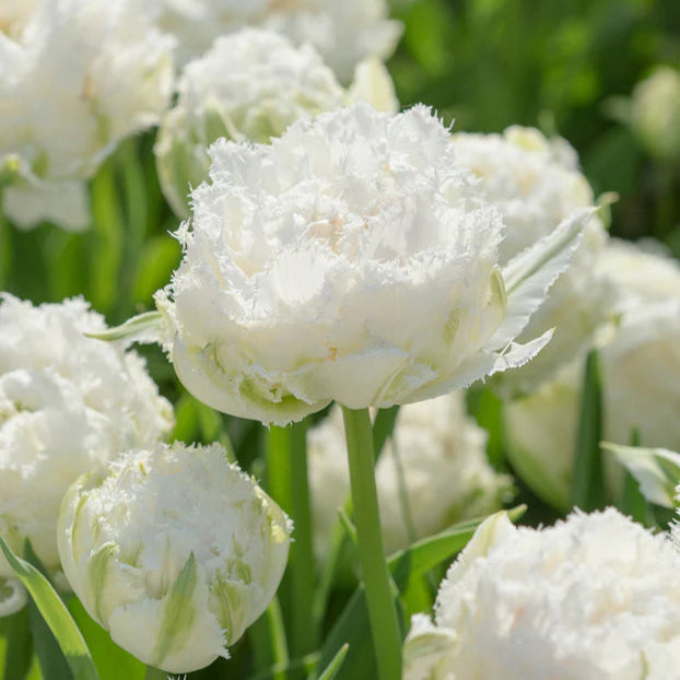 Tulipe Perroquet blanche