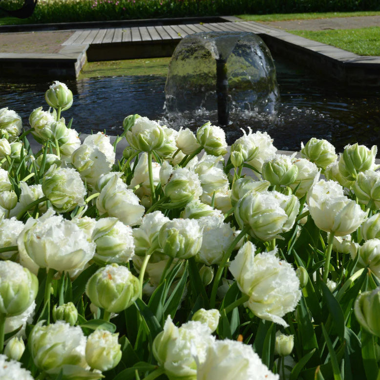 Tulipe Perroquet blanche