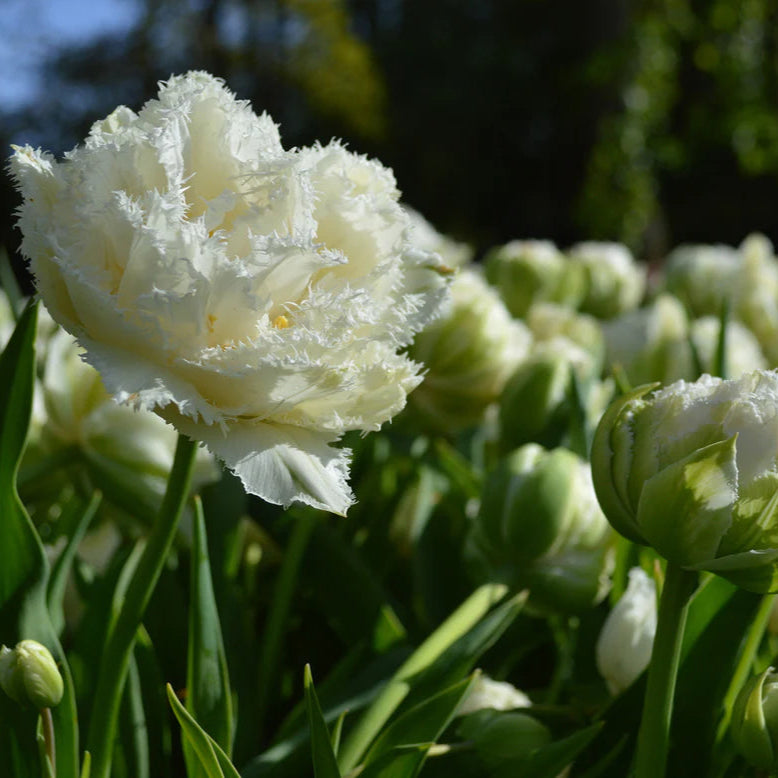 Tulipe Perroquet blanche
