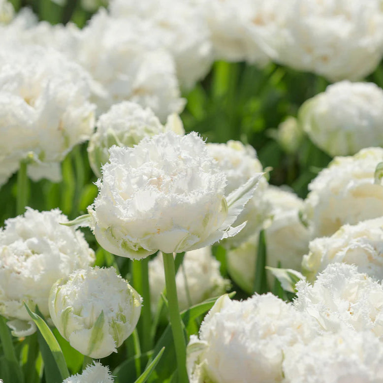 Tulipe Perroquet blanche