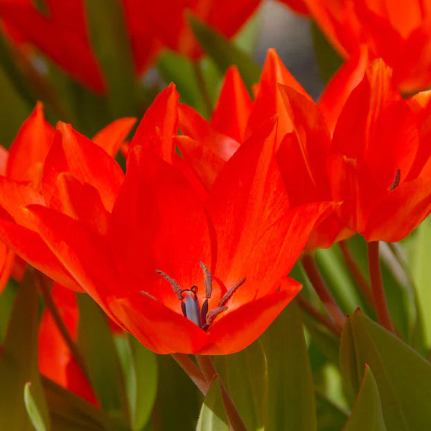 Tulipe naine rouge