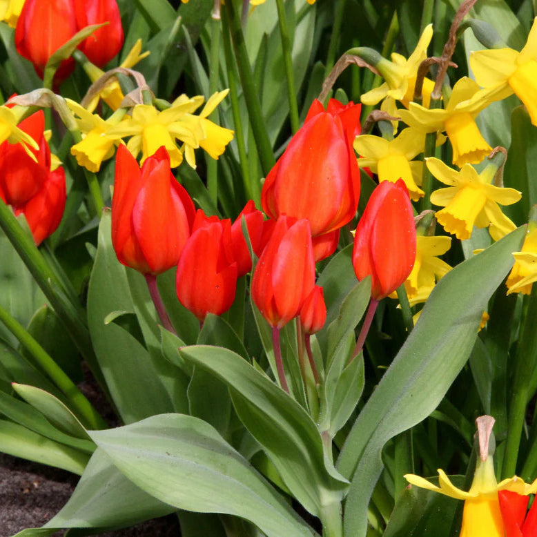 Tulipe naine rouge