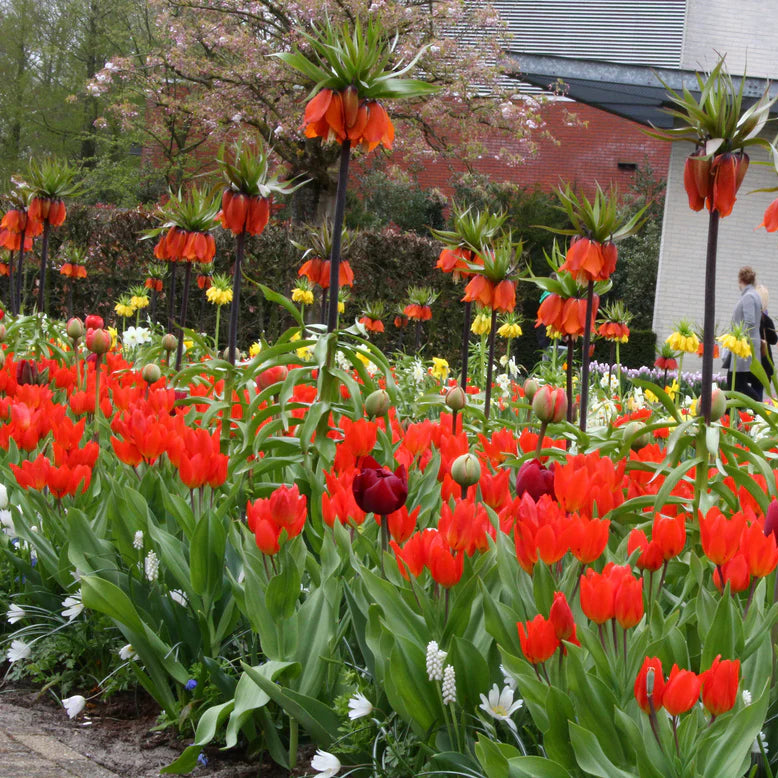 Tulipe naine rouge