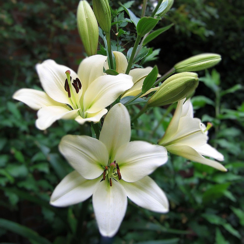 Lys Blanc