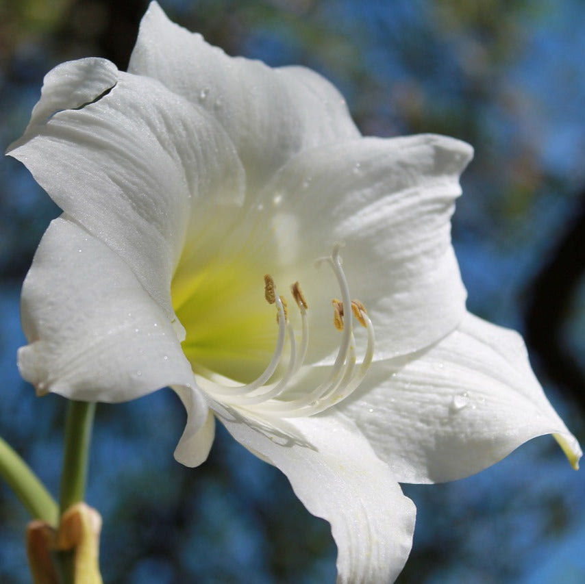 Amaryllis Blanc