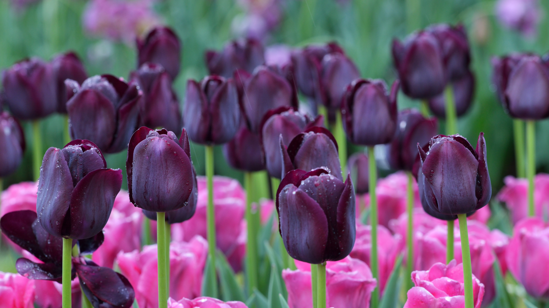  bulbes d automne Image