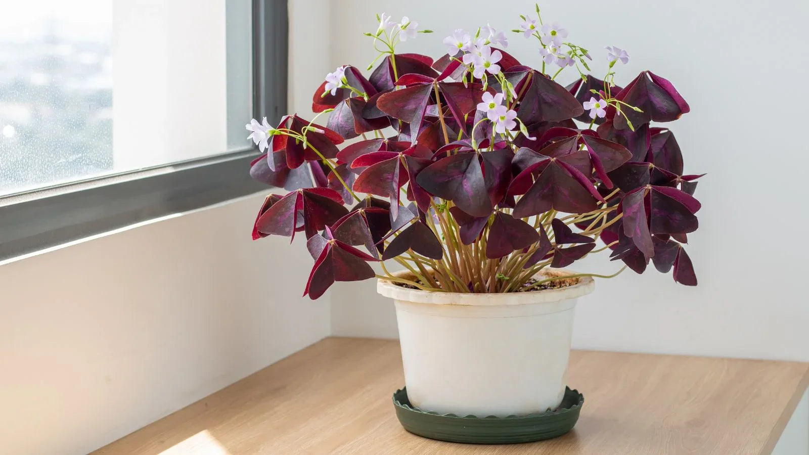 oxalis triangularis Image
