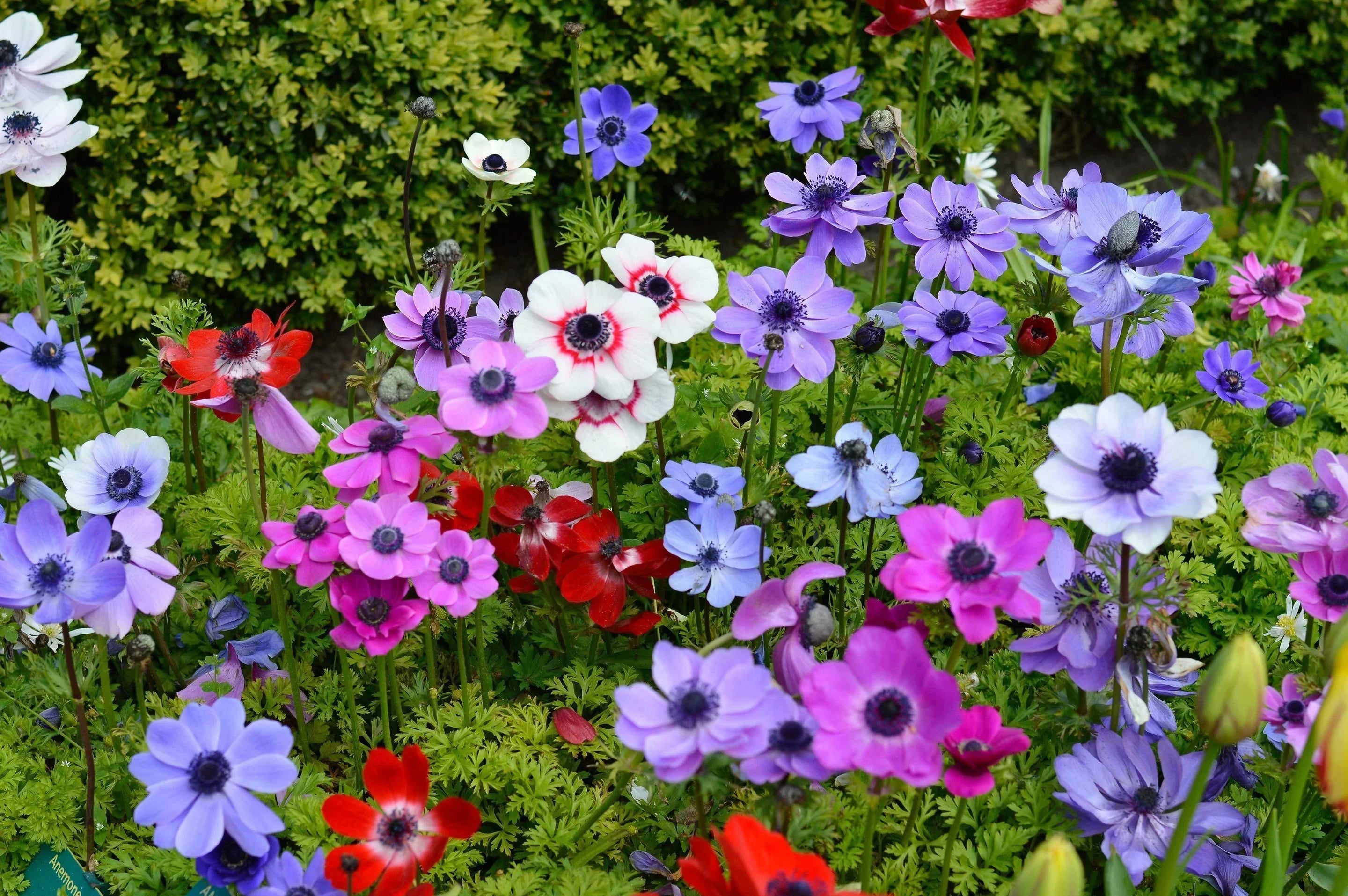 bulbe anemone
