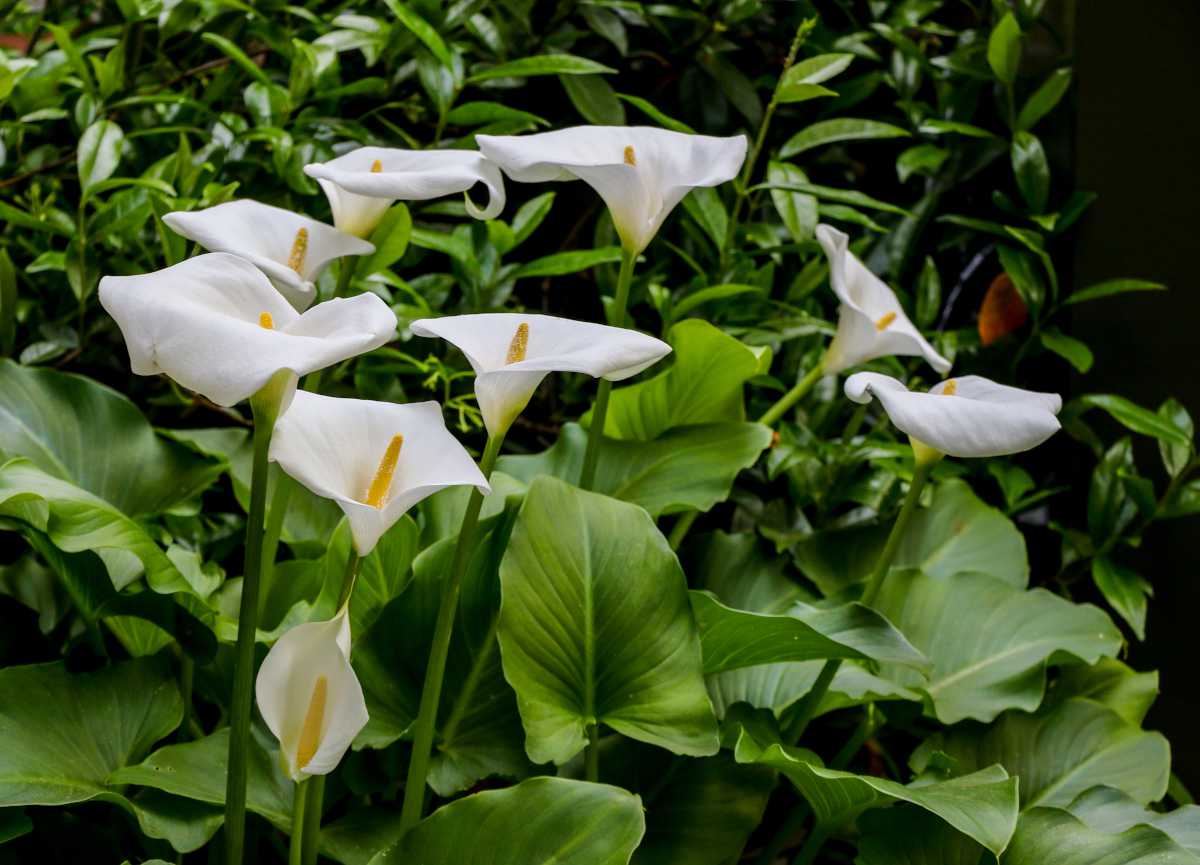 Faut-il couper les fleurs fanées des arums ? Image