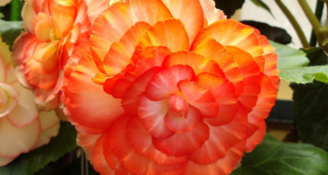 Bulbe bégonia