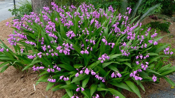 Bletilla
