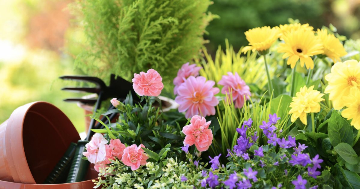 Bulbes de Dahlia Image