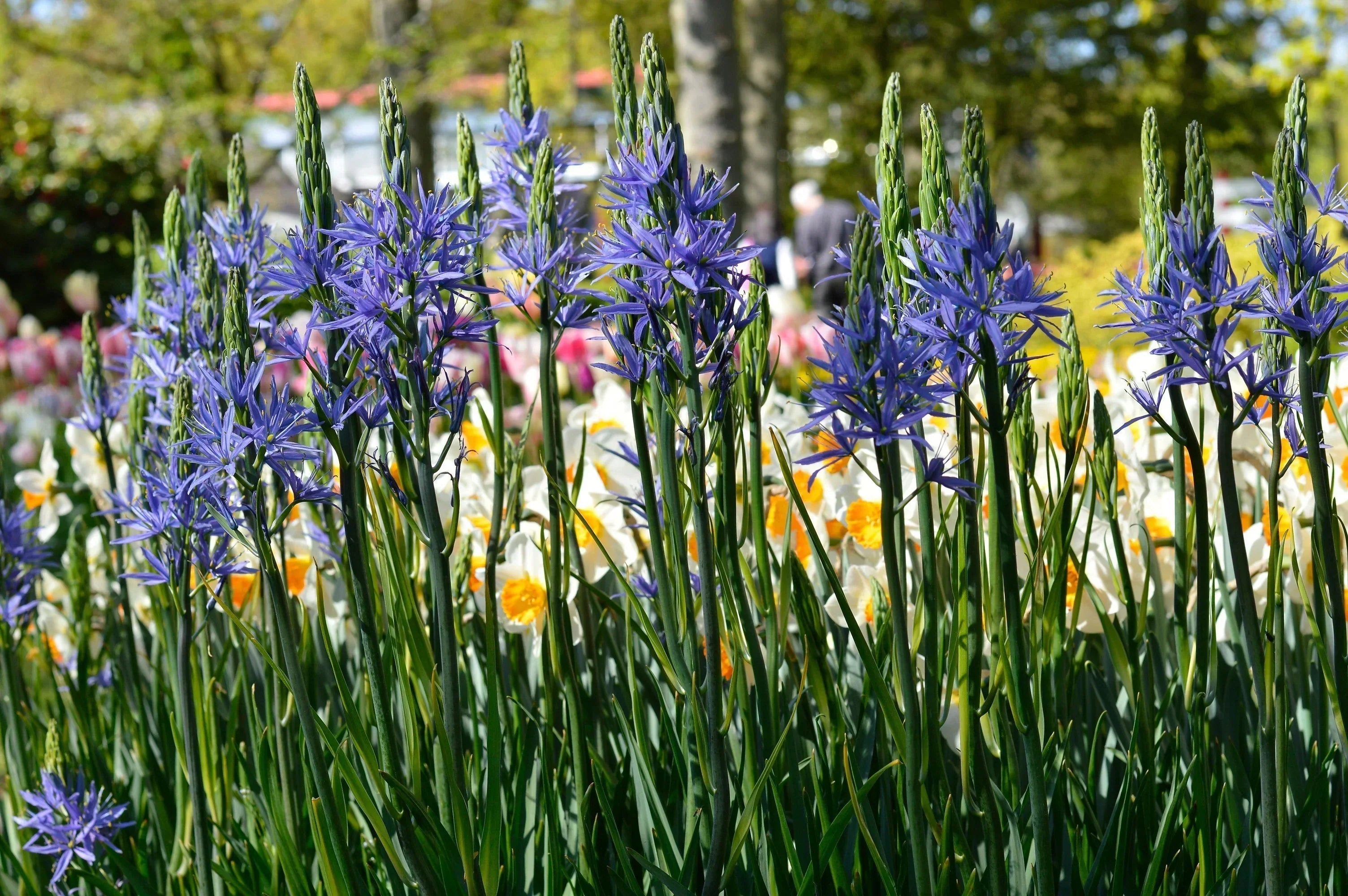 Camassia leichtlinii Image
