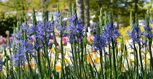 Comment planter un Camassia