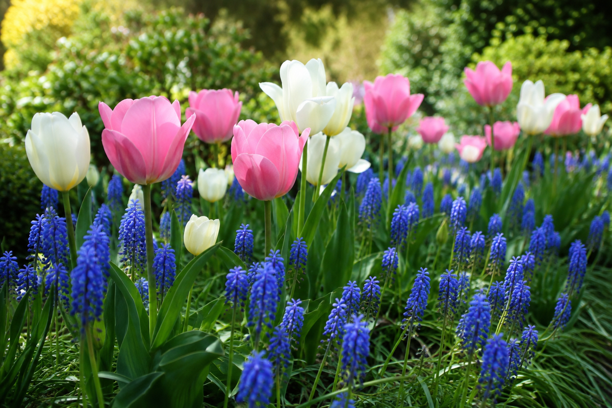 associer les tulipes