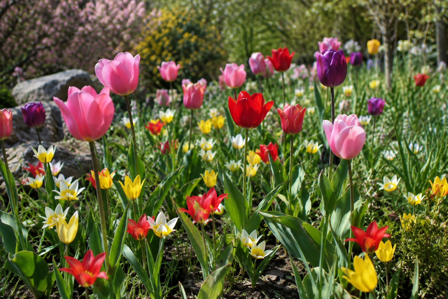 Tulipe sauvage vs tulipe  Image