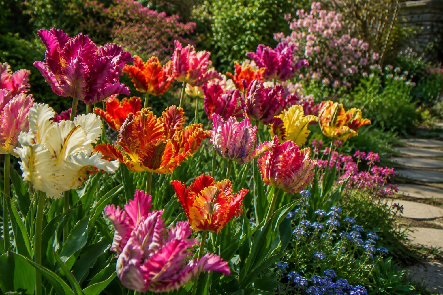 Tulipe perroquet  Imagen