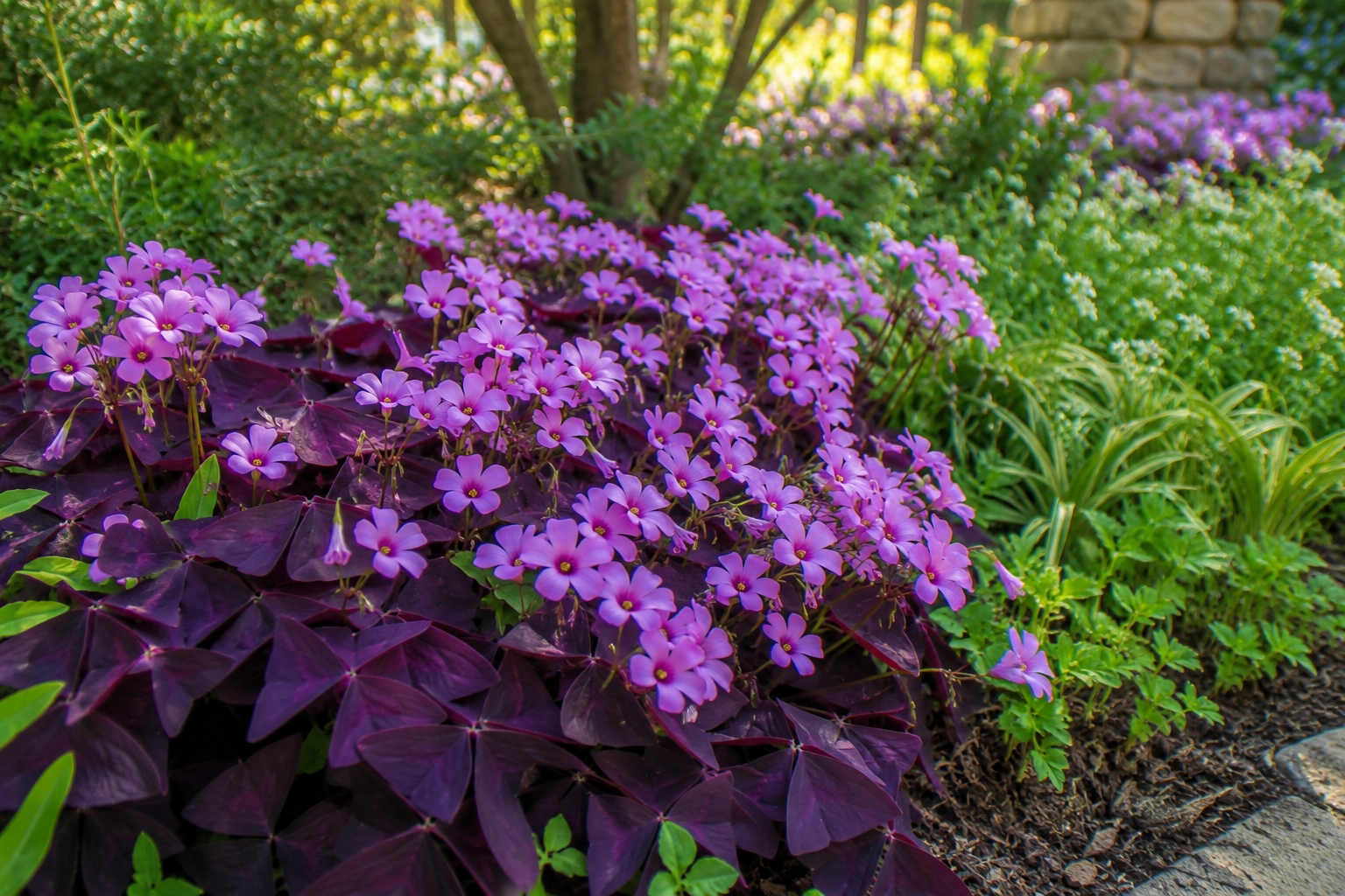 Oxalis