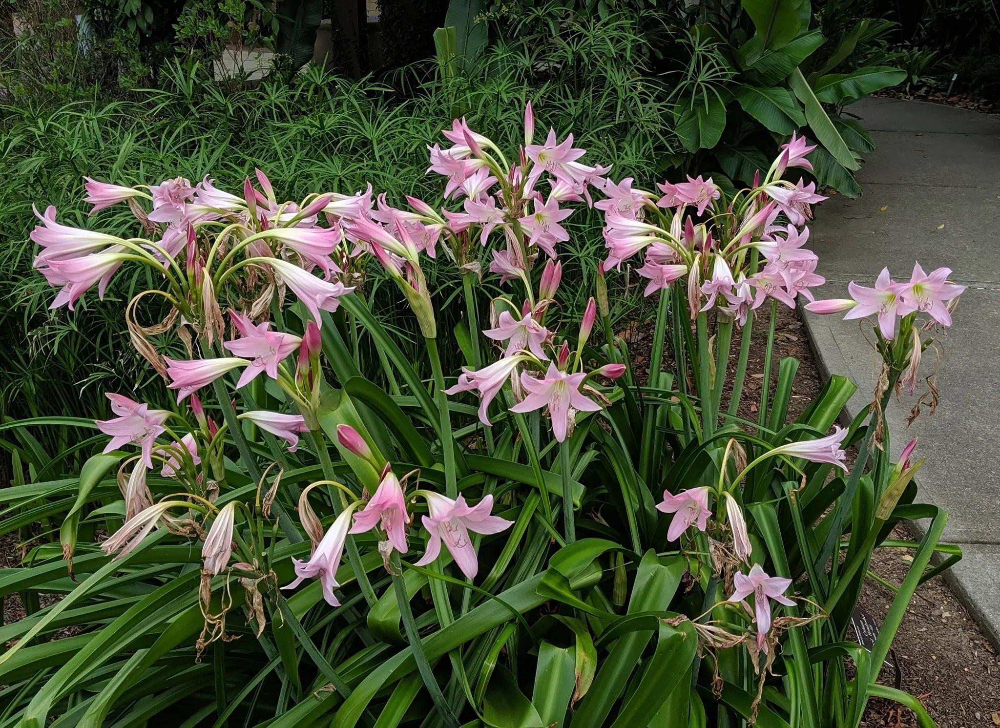 crinum asiaticum plant Image