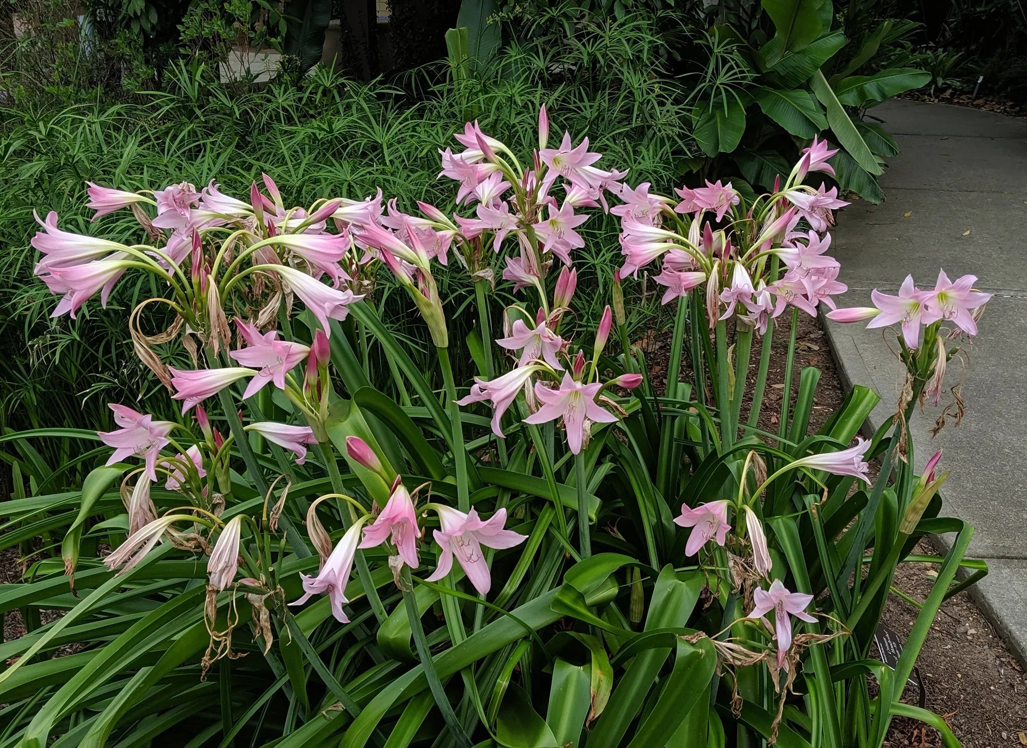 crinum asiaticum plant Image
