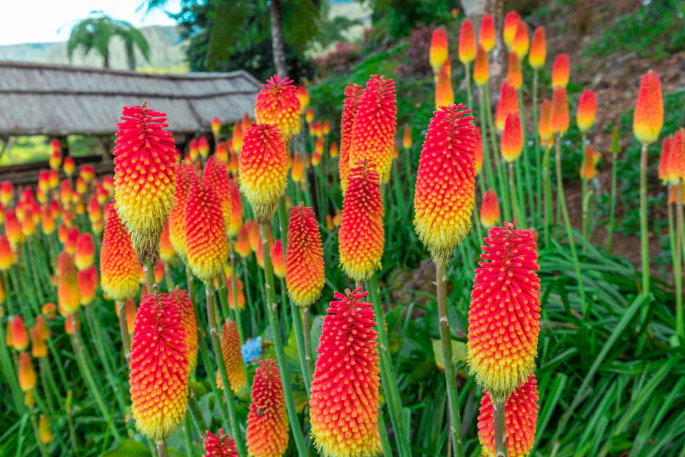 kniphofia kniphofia Image