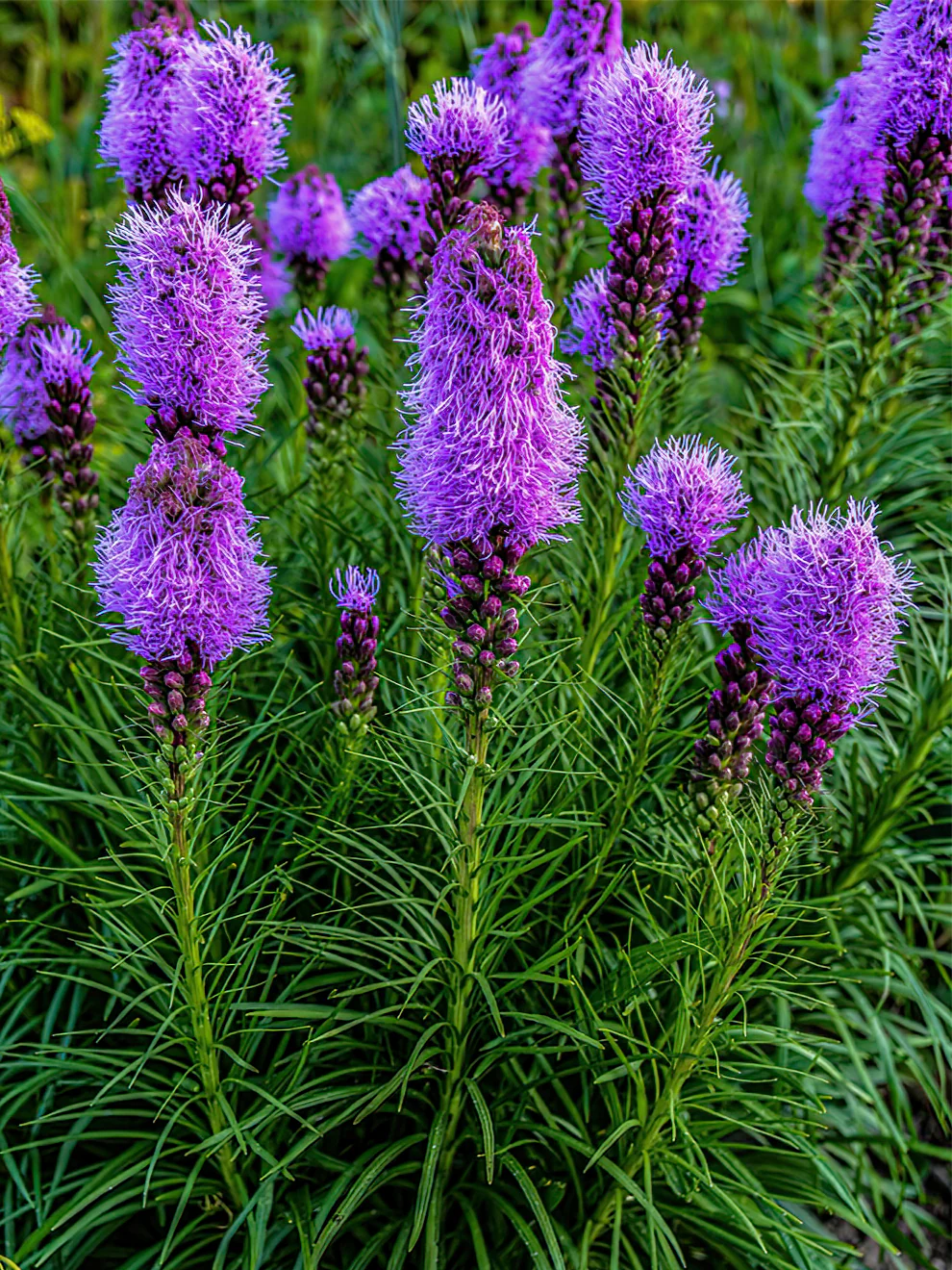 Avec quoi associer les liatris ? Image