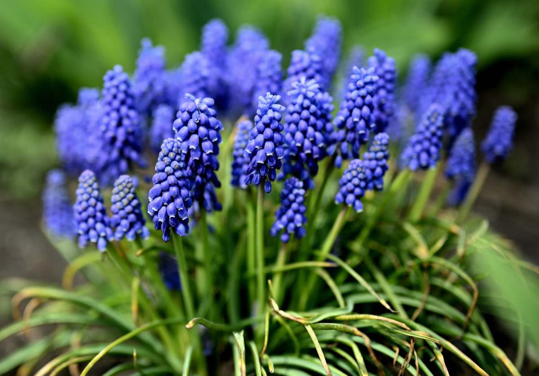 bulbe muscari