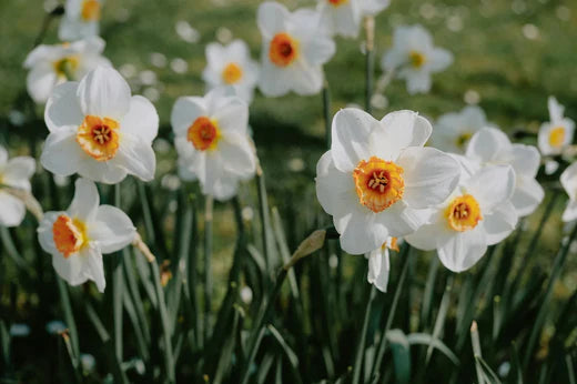 Quand planter les narcisses ? guide complet