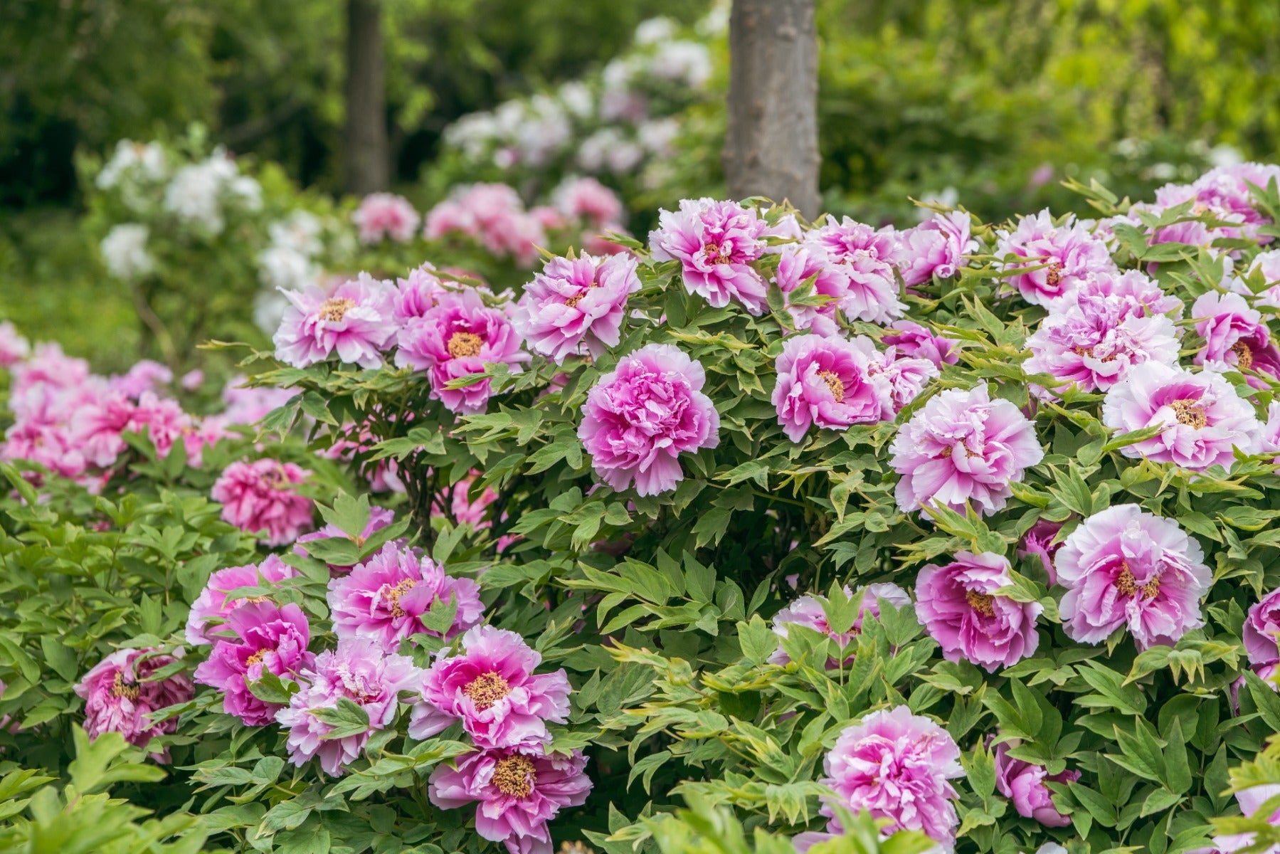 Pivoines