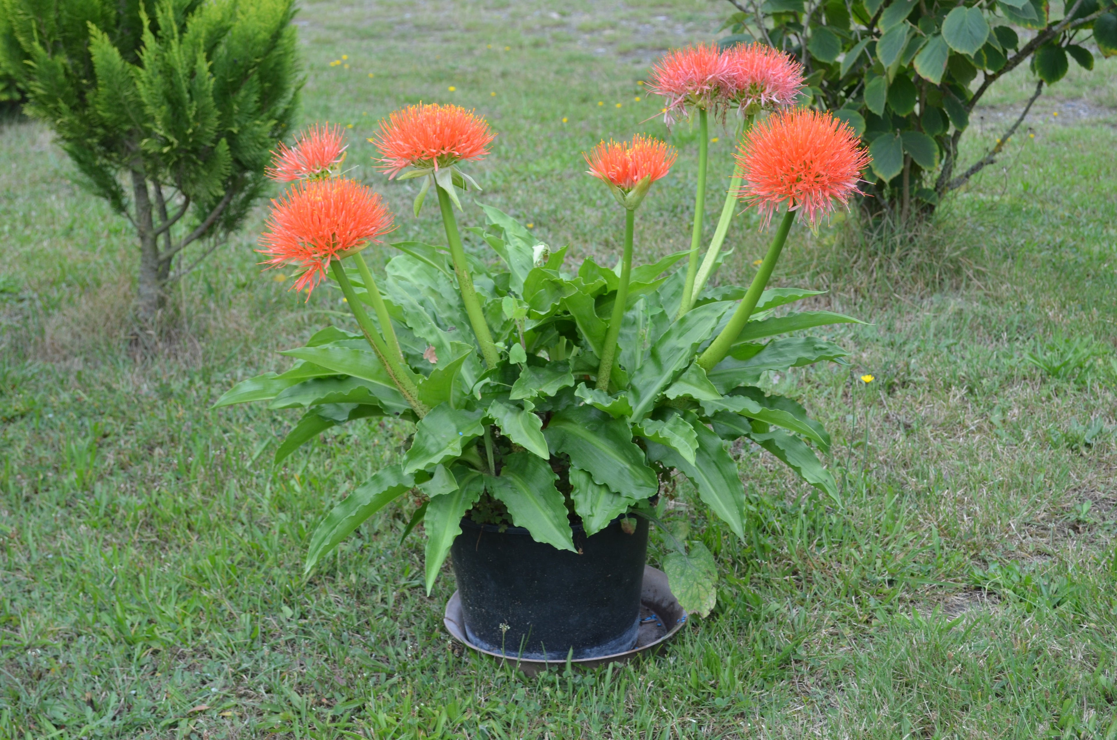 scadoxus multiflorus Image