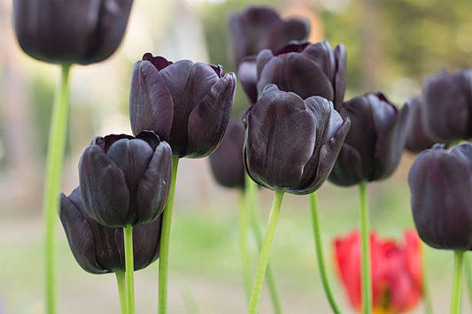 Tulipe Queen of Night : Guide complet