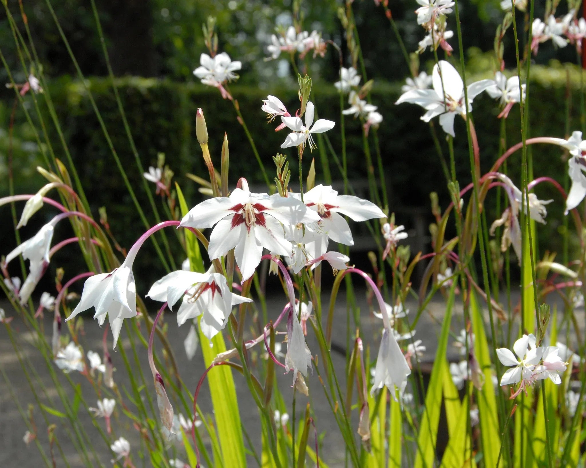 Comment planter des Acidantheras ?
