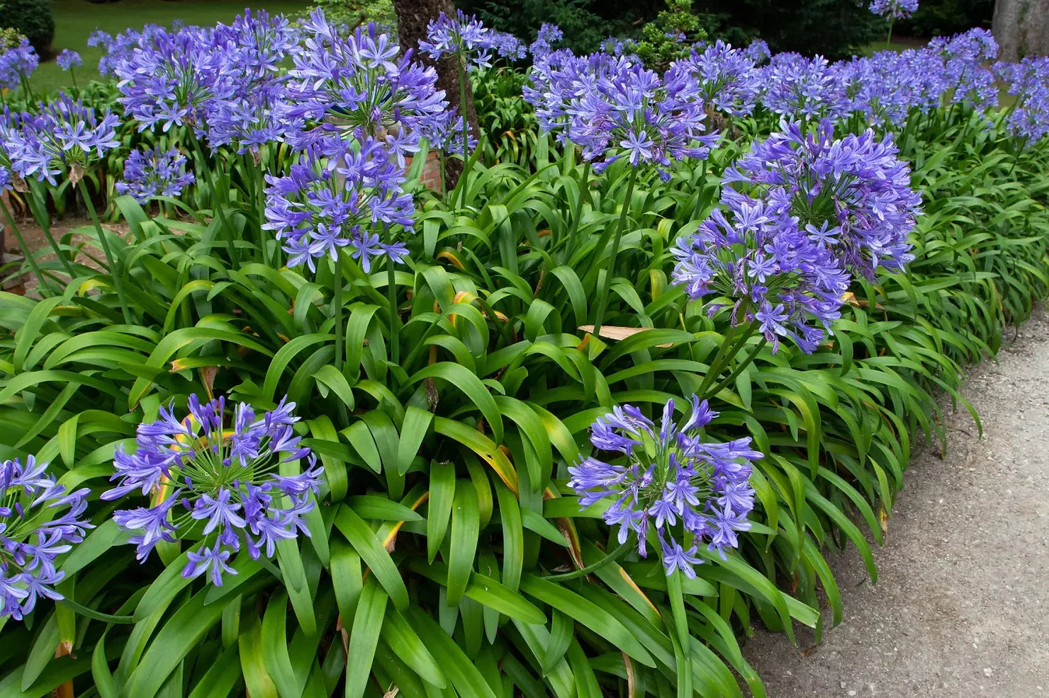 Faut-il couper les feuilles des Agapanthes ? Image
