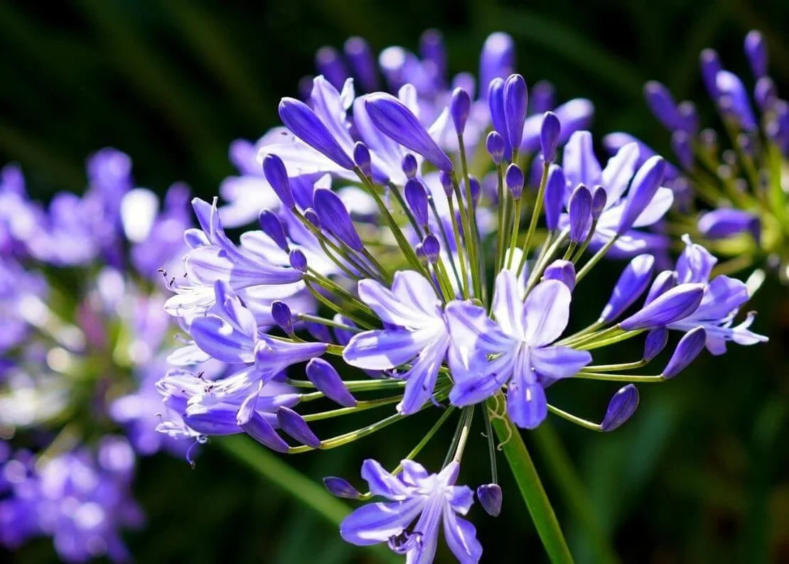 Agapanthe en Pot ou en Pleine Terre : Que Choisir pour une Floraison Optimale ? Image