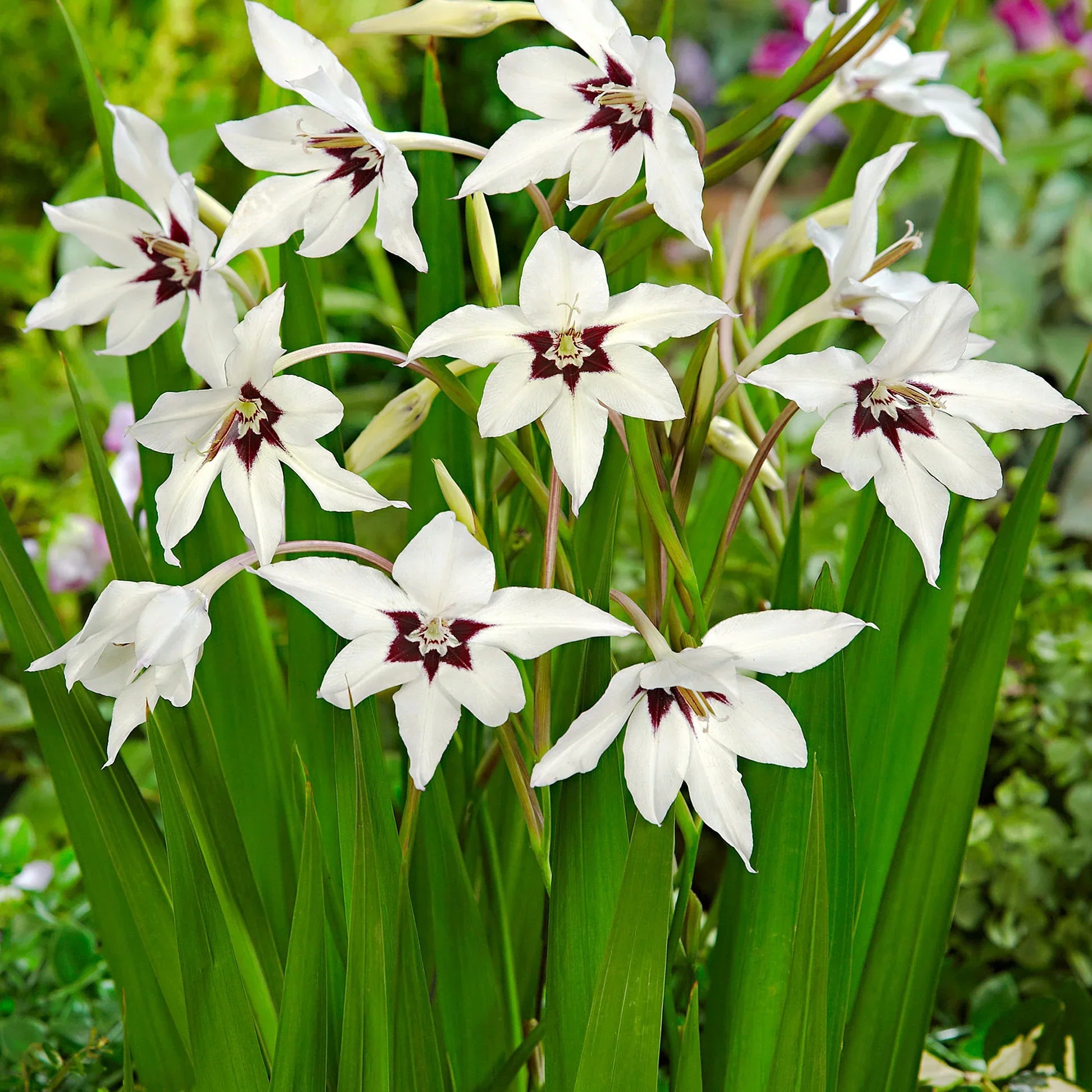 Acidenthera : Sublimez votre jardin avec une fleur exotique et parfumée Image