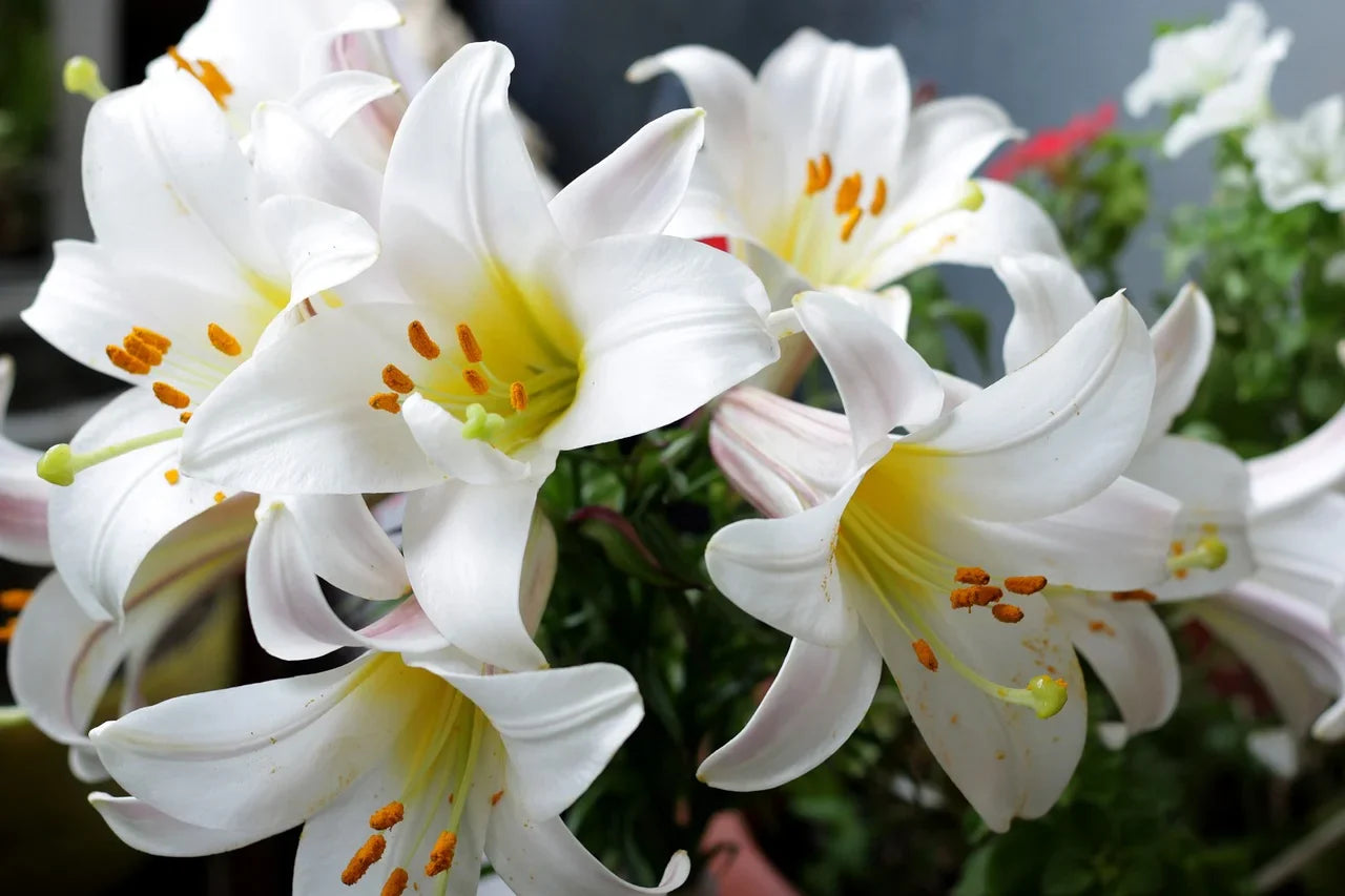 Que faire d’un lys après floraison ? Guide complet pour entretenir votre fleur de lys Image