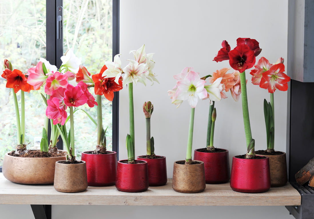 bulbes amaryllis Image