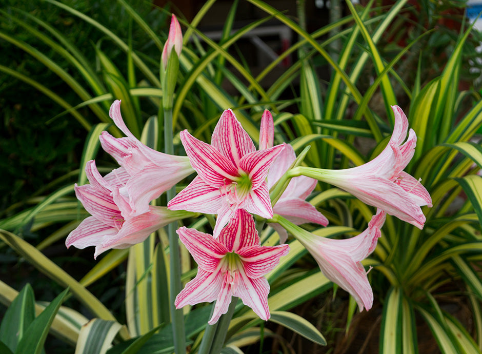 Amaryllis de Jardin : Sublimer Vos Extérieurs Image